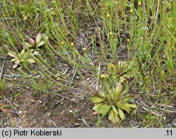 Arnoseris minima (chłodek drobny)