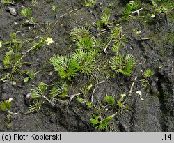 Ranunculus circinatus (jaskier krążkolistny)