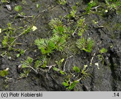 Ranunculus circinatus (jaskier krążkolistny)