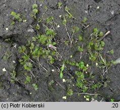 Ranunculus circinatus (jaskier krążkolistny)