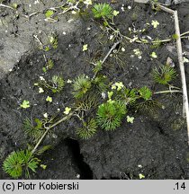 Ranunculus circinatus (jaskier krążkolistny)