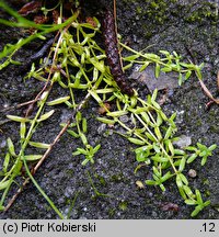 Callitriche verna (rzęśl wiosenna)