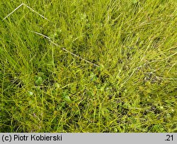 Carex bohemica (turzyca ciborowata)