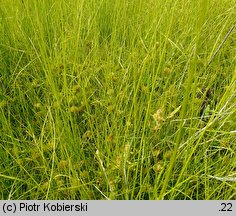 Carex bohemica (turzyca ciborowata)