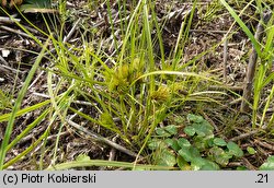 Carex bohemica (turzyca ciborowata)