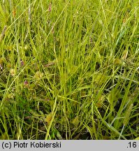 Carex bohemica (turzyca ciborowata)