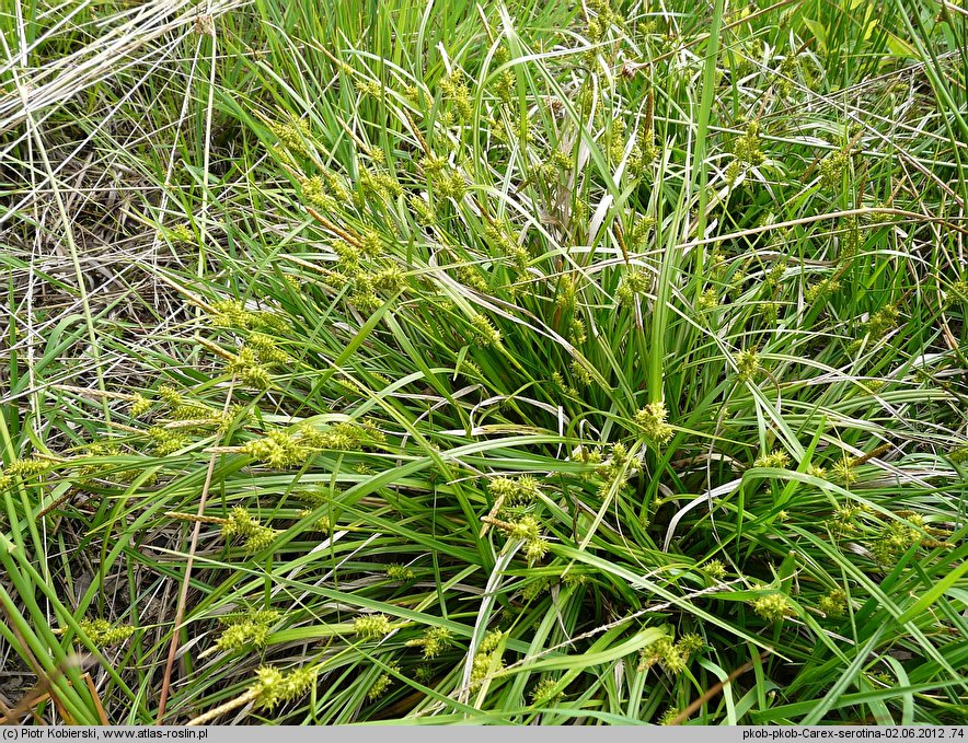 Carex viridula (turzyca Oedera)