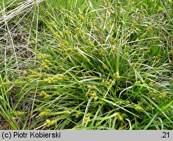 Carex viridula (turzyca Oedera)