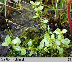 Centunculus minimus (niedośpiałek maleńki)