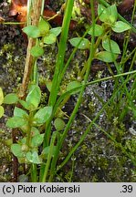 Centunculus minimus (niedośpiałek maleńki)