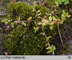 Centunculus minimus (niedośpiałek maleńki)