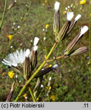 Chondrilla juncea (chondrilla sztywna)