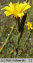 Chondrilla juncea (chondrilla sztywna)