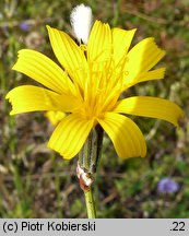 Chondrilla juncea (chondrilla sztywna)