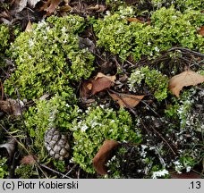 Cladonia foliacea (porost)