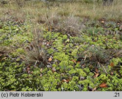 Cladonia foliacea (porost)