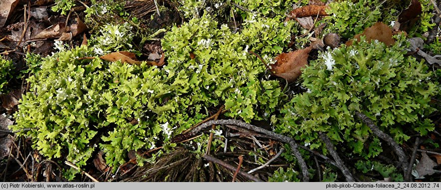 Cladonia foliacea (porost)