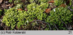 Cladonia foliacea (porost)