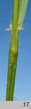 Danthonia decumbens (izgrzyca przyziemna)