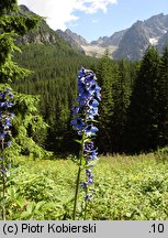 Delphinium elatum (ostróżka wyniosła)