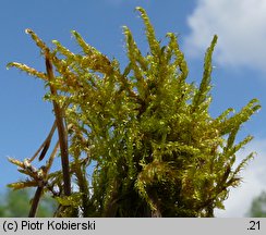 Drepanocladus aduncus (sierpowiec zakrzywiony)