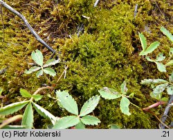 Drepanocladus aduncus (sierpowiec zakrzywiony)