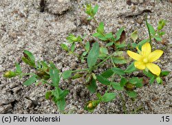 Hypericum humifusum (dziurawiec rozesłany)