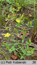 Hypericum humifusum (dziurawiec rozesłany)