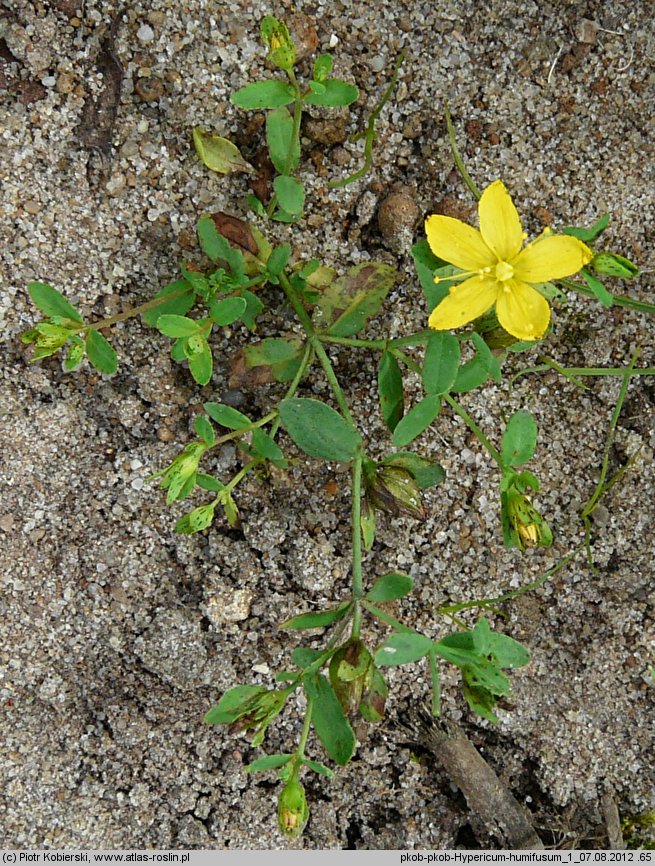 Hypericum humifusum (dziurawiec rozesłany)