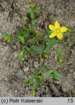 Hypericum humifusum (dziurawiec rozesłany)