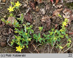 Hypericum humifusum (dziurawiec rozesłany)