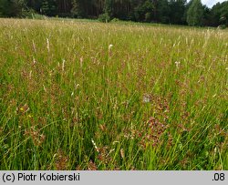 Juncus acutiflorus (sit ostrokwiatowy)