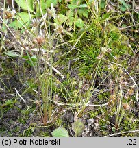 Centunculus minimus (niedośpiałek maleńki)