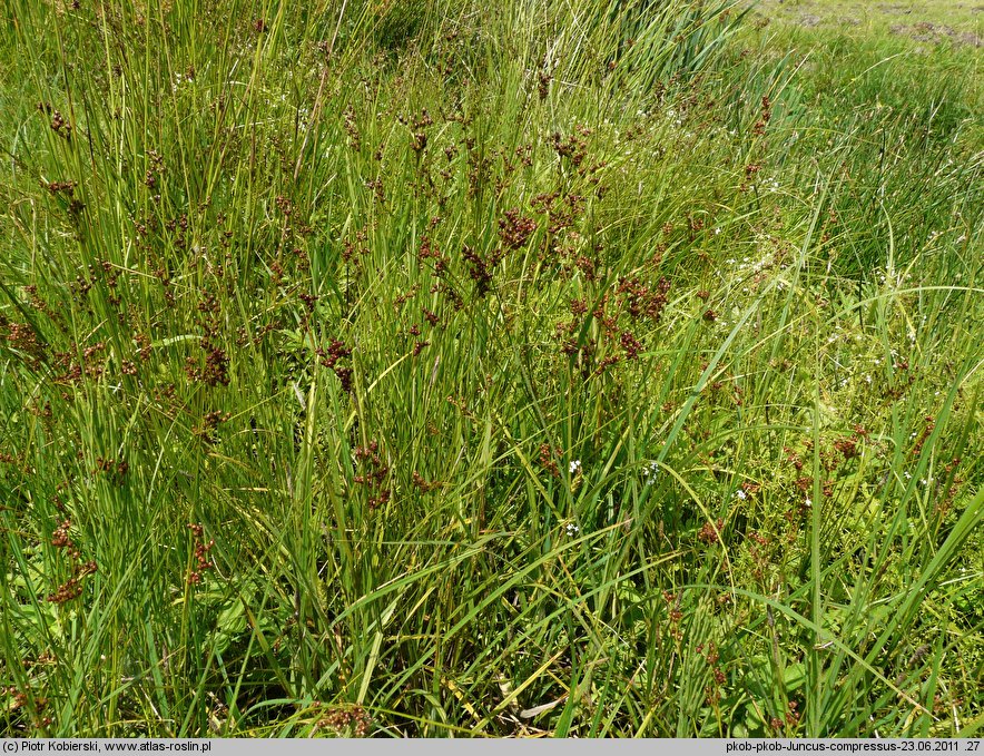 Juncus compressus (sit ścieśniony)