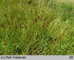 Juncus compressus (sit ścieśniony)