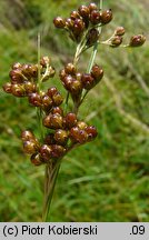 Juncus compressus (sit ścieśniony)