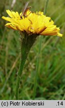 Leontodon autumnalis ssp. pratensis (brodawnik jesienny łąkowy)