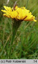 Leontodon autumnalis ssp. pratensis (brodawnik jesienny łąkowy)