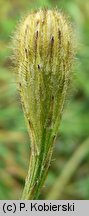 Leontodon autumnalis ssp. pratensis (brodawnik jesienny łąkowy)