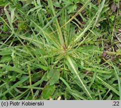 Leontodon autumnalis ssp. pratensis (brodawnik jesienny łąkowy)