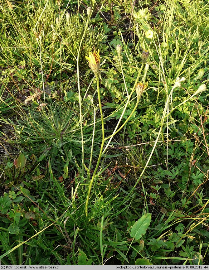 Leontodon autumnalis ssp. pratensis (brodawnik jesienny łąkowy)