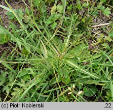 Leontodon autumnalis ssp. pratensis (brodawnik jesienny łąkowy)