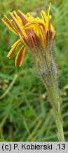 Leontodon autumnalis ssp. pratensis (brodawnik jesienny łąkowy)