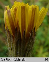 Leontodon autumnalis ssp. pratensis (brodawnik jesienny łąkowy)