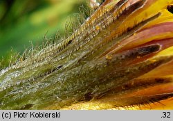 Leontodon autumnalis ssp. pratensis (brodawnik jesienny łąkowy)