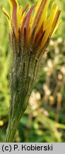 Leontodon autumnalis ssp. pratensis (brodawnik jesienny łąkowy)