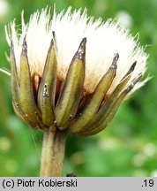 Leontodon saxatilis (brodawnik różnoowockowy)