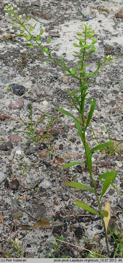 Lepidium virginicum (pieprzyca wirgińska)