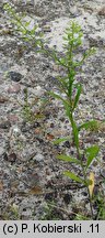 Lepidium virginicum (pieprzyca wirgińska)