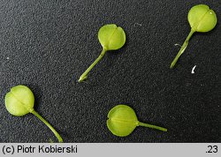 Lepidium virginicum (pieprzyca wirgińska)